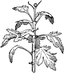 Illustrated is a crown bud of chrysanthemum after it has been selected or taken.