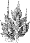The common name of cimicifuga is bugbane. The racemosa variety grows three to eight feet tall. The flowers are white.