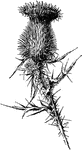 Pasture or bull thistle is the common name of cirsium lanceolatum. It is a stately biennial and very decorative.