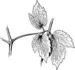 The leaves of clematis virginiana are cut toothed. The bases are often heart shaped. The leaves are two to three inches long.