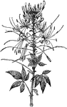 The common name of cleome spinosa is giant spider plant. The plant is clammy, strong scented, and grows three to four feet tall. The plant is found from North Carolina to Louisiana.