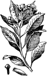 Cloves are dried flower buds. Illustrated are (1) a spray of leaves and flowers, (2) an expanded flower, and (3) an unopened bud or clove.