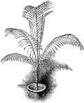 The cocos weddelliana tree grows four to seven feet tall. It is native to the tropical areas of Brazil.