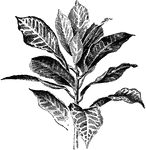 Codiaeum variegatum Baronne de Rothschild has red colored leaves when older.