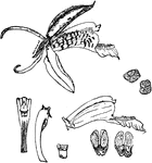 Illustrated are detailed parts of coelogyne speciosa. The flowers are yellow brown.