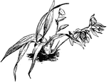 The flower clusters of coelogyne cristata have five to nine flowers. The flowers are white and drooping.