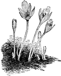 The common names of colchicum are meadow saffron and autumn crocus. The autumnale variety has one to four flowers growing from each spathe. The flowers are purple. There is also a white variety.