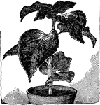 Illustrated is a good, young coleus plant.