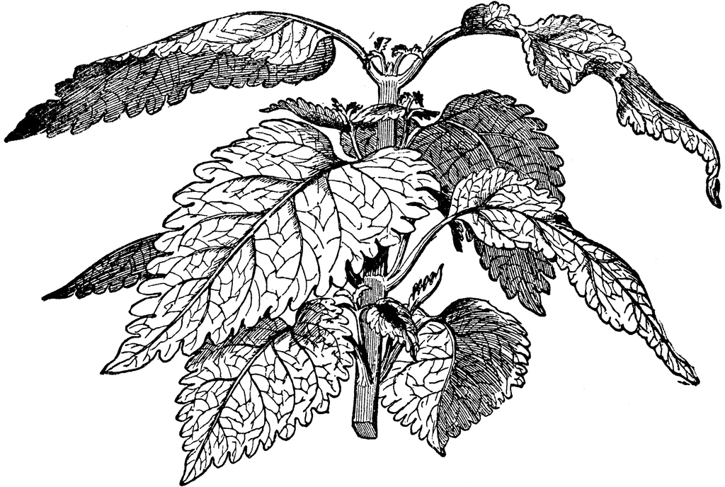 coleus plant diagram
