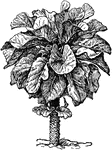Collards are a kind of kale. Collards are usually scientifically referred to as brassica oleracea acephala. Illustrated is a Georgia collard.