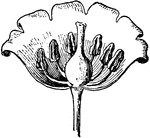 Illustrated is a section of the flower of lily-of-the-valley. It is laid open to show the parts.
