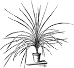 The common names of cordyline are dracena and dracena palm. The australis variety grows fifteen to forty feet tall. It is native to New Zealand.