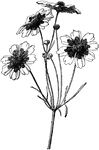 The common name of coreopsis is tickseed. The tinctoria variety grows one to three feet tall. It is a common garden annual.