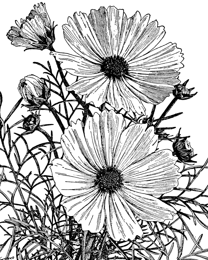 clipart of cosmos flower - photo #20