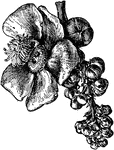 Illustrated is a flower of the cannon ball tree with a fallen petal. The flowers are about two inches long. They are yellow and red tinged on the exterior and crimson-lilac within.