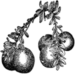 Illustrated is the globular or cherry-shaped cranberry.