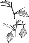 The common names of crataegus are hawthorn and crategus. The thorns pictured are modified branches. Some of the short branches bear leaves.