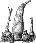 Illustrated are bulbs are four different varieties of crinum. From left to right: C. moorei, C. giganteum, C. kirkii, and C. powellii.