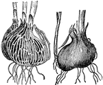 Illustrated are reticulated and membbranaceous tunics. Crocus susianus is on the left and crocus sativus is on the right.