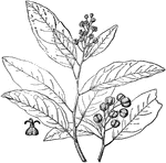 The croton alabamensis shrub grows six to nine feet tall. The plant is local to Alabama but rarely cultivated.