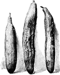 Illustrated are three varieites of English or forcing cucumber. From left to right: S. Sion House, E. Duke of Edinburgh, and T. Telegraph.