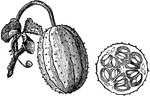 Illustrated is the bur cucumber, also known as west Indian gherkin and gooseberry gourd. It is most spiny the regular cucumbers. It is one to three inches long.