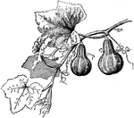 Gourd is the common name of curcurbita pepo ovifera. The gourd is small, hard, pear shaped, and inedible.