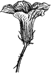 Illustrated is the staminate flower of hubbard squash.
