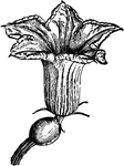 Illustrated is a pistillate flower of hubbard squash.