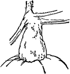 Illustrated is the stem of the hubabrd squash, curcurbita maxima.