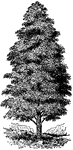 Cupressus macnabiana is a small tree, growing twenty feet tall. The tree forms a dense, pyramidal head. The tree is native to California.