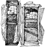 Illustrated are carnations packed for shipment.