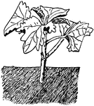 Illustrated is a cutting of soft growing wood, as of coleus.