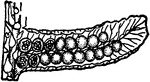 Illustrated is a fruiting pinnule of cyathea meridensis.