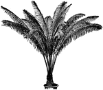 Cycas pectinata is an evergreen, palm like tree. The tree grows ten feet tall. It is native to India.