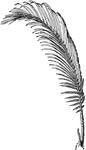 Illustrated is the leaf of sago palm, or cycas revoluta. The leaves are long and recurved. The leaves grow two to seven feet long.