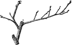 Illustrated is a twig of common quince, cydonia oblonga. (a) and (b) shows where the fruit was borne.