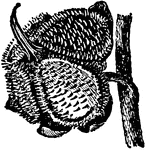 Illustrated is a bur of hound's tongue, or cynoglossum.