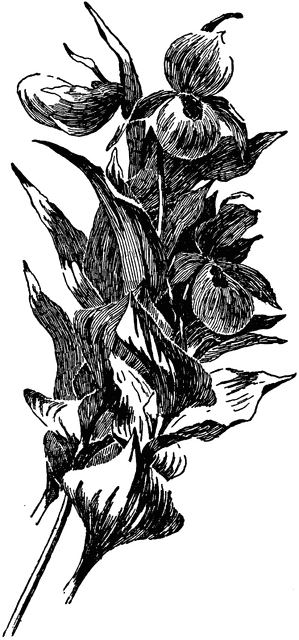 Cypripedium Pubescens | ClipArt ETC