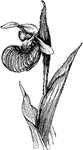 Cypripedium spectabile is a stout plant. The flowers bloom in June. It is found from Maine, New England, Minnesota, and the mountains of North Carolina.
