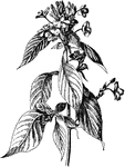 Daedalacanthus nervosus is native to India. It grows two to six feet tall.