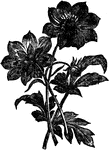 Dahlia merckii grows two to three feet tall. It is a distinct garden dahlia.