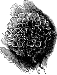 A show dahlia is usually one color.