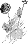 Illustrated is a fancy dahlia of the pompon type.