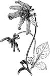Illustrated is a single flowered variety of cactus dahlia, dahlia juarezii.