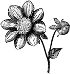 Illustrated is a broad rayed single dahlia.