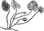The leaves of dalibarda repens are heart shaped and wavy toothed. The flowers are white with one or two on each stem.