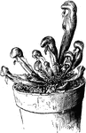 Illustrated is a young plant of darlingtonia. It is a pitcher plant.