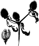 Illustrated are pods of datura stramonium. The common name is thorn apple or Jamestown weed.
