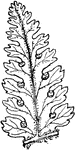 Illustrated is the fruiting lobe of dennstaedtia punctilobula.
